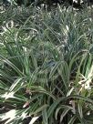 Ophiopogon jaburan Vittatus