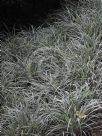 Ophiopogon jaburan Vittatus