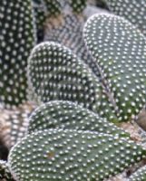 Opuntia microdasys Albispina