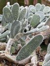 Opuntia microdasys Albispina