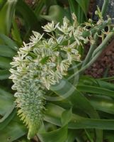 Ornithogalum longibracteatum
