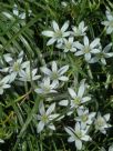 Ornithogalum umbellatum