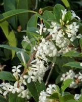 Osmanthus delavayi