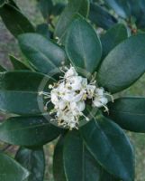 Osmanthus heterophyllus