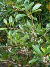 Osmanthus heterophyllus