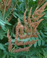 Osmunda regalis