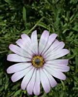 Osteospermum jucundum