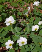 Oxalis purpurea