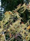 Oxydendrum arboreum