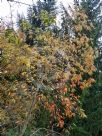 Oxydendrum arboreum