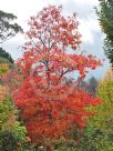 Oxydendrum arboreum