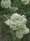 Ozothamnus diosmifolius