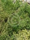 Ozothamnus selago