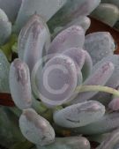 Pachyphytum oviferum