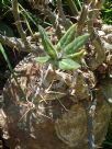 Pachypodium bispinosum