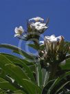 Pachypodium lamerei