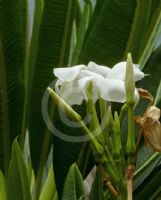 Pachypodium rutenbergianum