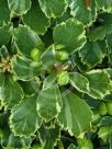 Pachysandra terminalis Variegata