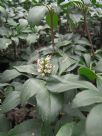 Pachysandra terminalis