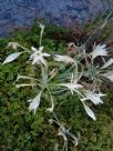 Pancratium maritimum