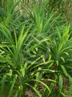 Pandanus amaryllifolius