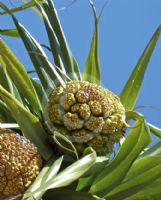 Pandanus tectorius australianus