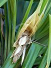 Pandanus tectorius australianus