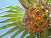 Pandanus tectorius australianus