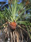 Pandanus tectorius