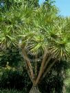 Pandanus utilis