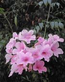 Pandorea jasminoides