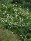 Pandorea jasminoides