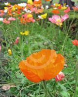 Papaver nudicaule