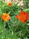 Papaver orientale