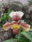 Paphiopedilum