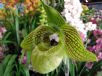 Paphiopedilum