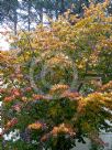 Parrotia persica