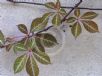 Parthenocissus henryana