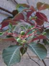 Parthenocissus henryana