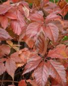 Parthenocissus quinquefolia