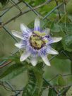 Passiflora caerulea