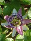 Passiflora caerulea