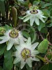 Passiflora caerulea