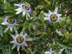 Passiflora caerulea