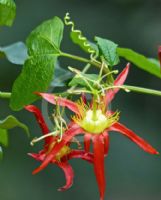 Passiflora cinnabarina