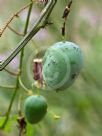 Passiflora cinnabarina