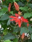 Passiflora coccinea