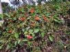 Passiflora coccinea