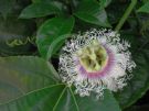Passiflora edulis