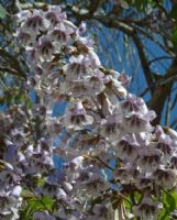 Paulownia fortunei